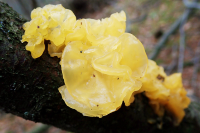 <i class='fa fa-user'></i>&nbsp;A. Soeting&nbsp;|  Gele Trilzwam&nbsp; <i class='fa fa-eye'>&nbsp;65</i> &nbsp; <i class='fa fa-comment-o'>&nbsp;4</i>