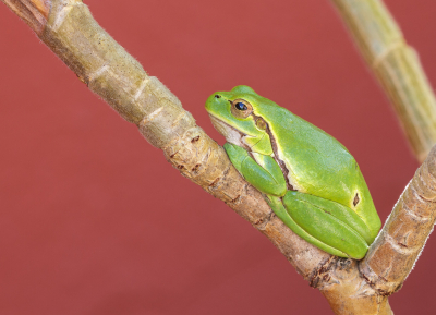 <i class='fa fa-user'></i>&nbsp;Henk Bouter&nbsp;|  Europese Boomkikker&nbsp; <i class='fa fa-eye'>&nbsp;125</i> &nbsp;<i class='fa fa-thumbs-up'>&nbsp;3</i> &nbsp; <i class='fa fa-comment-o'>&nbsp;5</i>