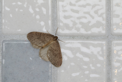 <i class='fa fa-user'></i>&nbsp;Ad Sprang&nbsp;|  Kleine Wintervlinder&nbsp; <i class='fa fa-eye'>&nbsp;76</i> &nbsp;<i class='fa fa-thumbs-up'>&nbsp;1</i> &nbsp; <i class='fa fa-comment-o'>&nbsp;5</i>