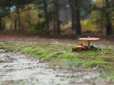 <i class='fa fa-user'></i>&nbsp;susan meijnders&nbsp;|  Vliegenzwam&nbsp; <i class='fa fa-eye'>&nbsp;136</i> &nbsp;<i class='fa fa-thumbs-up'>&nbsp;1</i> &nbsp; <i class='fa fa-comment-o'>&nbsp;9</i>