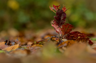 <i class='fa fa-user'></i>&nbsp;Laveke&nbsp;|  Eikeblad&nbsp; <i class='fa fa-eye'>&nbsp;77</i> &nbsp;<i class='fa fa-thumbs-up'>&nbsp;3</i> &nbsp; <i class='fa fa-comment-o'>&nbsp;8</i>