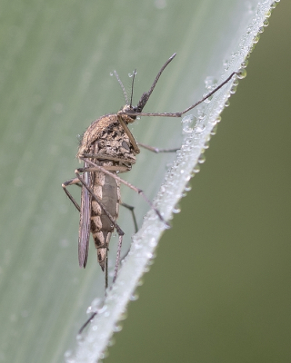 <i class='fa fa-user'></i>&nbsp;Johan van Gurp&nbsp;|  Gewone Steekmug&nbsp; <i class='fa fa-eye'>&nbsp;82</i> &nbsp;<i class='fa fa-thumbs-up'>&nbsp;2</i> &nbsp; <i class='fa fa-comment-o'>&nbsp;3</i>