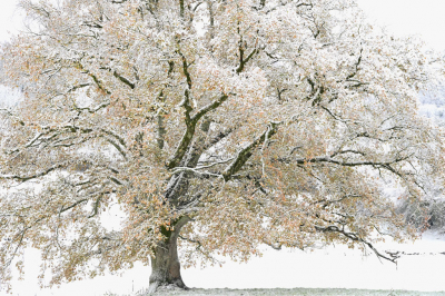 <i class='fa fa-user'></i>&nbsp;liesbeth van vliet&nbsp;|  Zomereik&nbsp; <i class='fa fa-eye'>&nbsp;209</i> &nbsp;<i class='fa fa-thumbs-up'>&nbsp;13</i> &nbsp; <i class='fa fa-comment-o'>&nbsp;13</i>