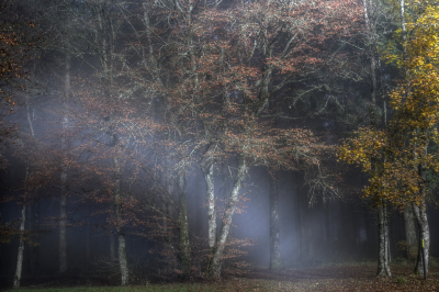 <i class='fa fa-user'></i>&nbsp;liesbeth van vliet&nbsp;|  Mistflard&nbsp; <i class='fa fa-eye'>&nbsp;129</i> &nbsp;<i class='fa fa-thumbs-up'>&nbsp;6</i> &nbsp; <i class='fa fa-comment-o'>&nbsp;5</i>