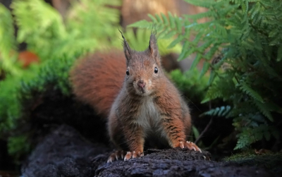 <i class='fa fa-user'></i>&nbsp;nelappelmelk&nbsp;|  Eekhoorn&nbsp; <i class='fa fa-eye'>&nbsp;111</i> &nbsp;<i class='fa fa-thumbs-up'>&nbsp;4</i> &nbsp; <i class='fa fa-comment-o'>&nbsp;7</i>