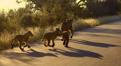 <i class='fa fa-user'></i>&nbsp;Eric Gibcus&nbsp;|  Leeuw&nbsp; <i class='fa fa-eye'>&nbsp;141</i> &nbsp;<i class='fa fa-thumbs-up'>&nbsp;4</i> &nbsp; <i class='fa fa-comment-o'>&nbsp;8</i>