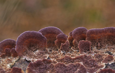 <i class='fa fa-user'></i>&nbsp;Jelle Bakker&nbsp;|  Paarse Dennenzwam&nbsp; <i class='fa fa-eye'>&nbsp;113</i> &nbsp;<i class='fa fa-thumbs-up'>&nbsp;4</i> &nbsp; <i class='fa fa-comment-o'>&nbsp;4</i>