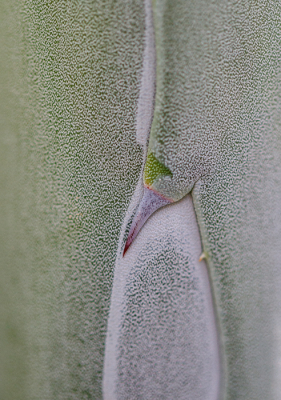 <i class='fa fa-user'></i>&nbsp;Henk Bouter&nbsp;|  Honderdjarige Alo�&nbsp; <i class='fa fa-eye'>&nbsp;125</i> &nbsp;<i class='fa fa-thumbs-up'>&nbsp;6</i> &nbsp; <i class='fa fa-comment-o'>&nbsp;5</i>