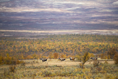 <i class='fa fa-user'></i>&nbsp;Bert Ooms&nbsp;|  Eland&nbsp; <i class='fa fa-eye'>&nbsp;188</i> &nbsp;<i class='fa fa-thumbs-up'>&nbsp;8</i> &nbsp; <i class='fa fa-comment-o'>&nbsp;9</i>