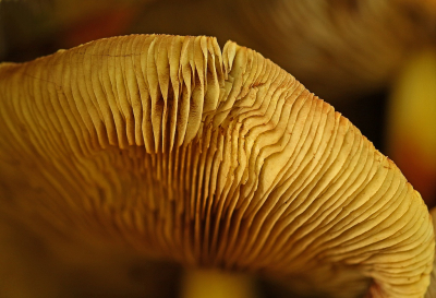 <i class='fa fa-user'></i>&nbsp;Cor&nbsp;|  Gewone Zwavelkop&nbsp; <i class='fa fa-eye'>&nbsp;70</i> &nbsp;<i class='fa fa-thumbs-up'>&nbsp;5</i> &nbsp; <i class='fa fa-comment-o'>&nbsp;9</i>