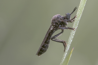 <i class='fa fa-user'></i>&nbsp;Johan van Gurp&nbsp;|  Zwarte Bladjager&nbsp; <i class='fa fa-eye'>&nbsp;75</i> &nbsp;<i class='fa fa-thumbs-up'>&nbsp;4</i> &nbsp; <i class='fa fa-comment-o'>&nbsp;5</i>