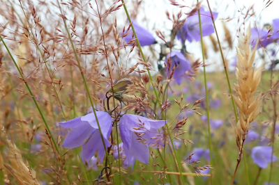 <i class='fa fa-user'></i>&nbsp;A. Soeting&nbsp;|  Grasklokje&nbsp; <i class='fa fa-eye'>&nbsp;55</i> &nbsp; <i class='fa fa-comment-o'>&nbsp;2</i>