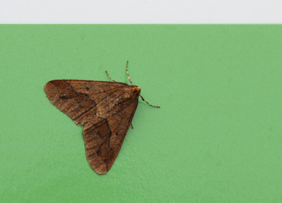 <i class='fa fa-user'></i>&nbsp;Ad Sprang&nbsp;|  Grote Wintervlinder&nbsp; <i class='fa fa-eye'>&nbsp;67</i> &nbsp;<i class='fa fa-thumbs-up'>&nbsp;1</i> &nbsp; <i class='fa fa-comment-o'>&nbsp;5</i>