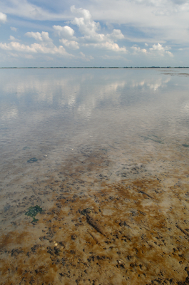 <i class='fa fa-user'></i>&nbsp;Hendrik van Kampen&nbsp;|  Slikkige Wadbodem&nbsp; <i class='fa fa-eye'>&nbsp;108</i> &nbsp;<i class='fa fa-thumbs-up'>&nbsp;2</i> &nbsp; <i class='fa fa-comment-o'>&nbsp;10</i>