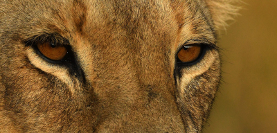 <i class='fa fa-user'></i>&nbsp;Eric Gibcus&nbsp;|  Leeuw&nbsp; <i class='fa fa-eye'>&nbsp;146</i> &nbsp;<i class='fa fa-thumbs-up'>&nbsp;4</i> &nbsp; <i class='fa fa-comment-o'>&nbsp;3</i>