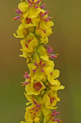 <i class='fa fa-user'></i>&nbsp;Cor&nbsp;|  Zwarte Toorts&nbsp; <i class='fa fa-eye'>&nbsp;75</i> &nbsp;<i class='fa fa-thumbs-up'>&nbsp;2</i> &nbsp; <i class='fa fa-comment-o'>&nbsp;7</i>