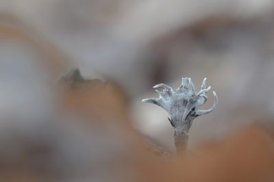 <i class='fa fa-user'></i>&nbsp;Johan van Gurp&nbsp;|  Geweizwam&nbsp; <i class='fa fa-eye'>&nbsp;96</i> &nbsp;<i class='fa fa-thumbs-up'>&nbsp;8</i> &nbsp; <i class='fa fa-comment-o'>&nbsp;6</i>