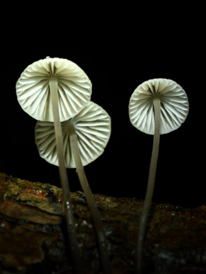 <i class='fa fa-user'></i>&nbsp;mauritskoenen48&nbsp;|  Mycena sp.&nbsp; <i class='fa fa-eye'>&nbsp;85</i> &nbsp;<i class='fa fa-thumbs-up'>&nbsp;1</i> &nbsp; <i class='fa fa-comment-o'>&nbsp;2</i>