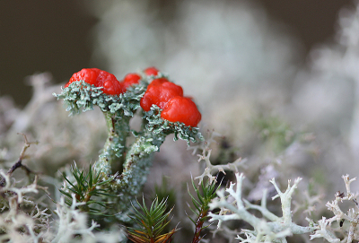 <i class='fa fa-user'></i>&nbsp;Paul Vandebroek&nbsp;|  Rood Bekermos&nbsp; <i class='fa fa-eye'>&nbsp;119</i> &nbsp;<i class='fa fa-thumbs-up'>&nbsp;6</i> &nbsp; <i class='fa fa-comment-o'>&nbsp;9</i>