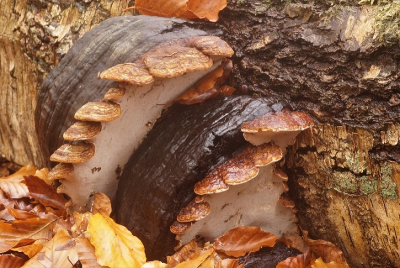 <i class='fa fa-user'></i>&nbsp;Jelle Bakker&nbsp;|  Echte Tonderzwam&nbsp; <i class='fa fa-eye'>&nbsp;93</i> &nbsp;<i class='fa fa-thumbs-up'>&nbsp;2</i> &nbsp; <i class='fa fa-comment-o'>&nbsp;1</i>