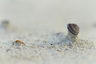 <i class='fa fa-user'></i>&nbsp;Nel R&nbsp;|  Kokkel&nbsp; <i class='fa fa-eye'>&nbsp;111</i> &nbsp;<i class='fa fa-thumbs-up'>&nbsp;9</i> &nbsp; <i class='fa fa-comment-o'>&nbsp;5</i>