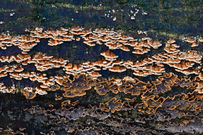 <i class='fa fa-user'></i>&nbsp;Bert Veerman&nbsp;|  Plooivlieswaaiertje&nbsp; <i class='fa fa-eye'>&nbsp;103</i> &nbsp; <i class='fa fa-comment-o'>&nbsp;5</i>