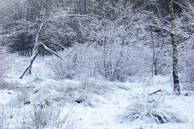 <i class='fa fa-user'></i>&nbsp;nelappelmelk&nbsp;|  Wit in het bos&nbsp; <i class='fa fa-eye'>&nbsp;89</i> &nbsp;<i class='fa fa-thumbs-up'>&nbsp;1</i> &nbsp; <i class='fa fa-comment-o'>&nbsp;2</i>
