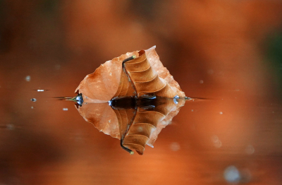 <i class='fa fa-user'></i>&nbsp;nelappelmelk&nbsp;|  De schoonheid van verval&nbsp; <i class='fa fa-eye'>&nbsp;289</i> &nbsp;<i class='fa fa-thumbs-up'>&nbsp;7</i> &nbsp; <i class='fa fa-comment-o'>&nbsp;8</i>