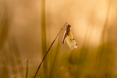 <i class='fa fa-user'></i>&nbsp;Bertus&nbsp;|  Viervlek&nbsp; <i class='fa fa-eye'>&nbsp;87</i> &nbsp;<i class='fa fa-thumbs-up'>&nbsp;7</i> &nbsp; <i class='fa fa-comment-o'>&nbsp;5</i>