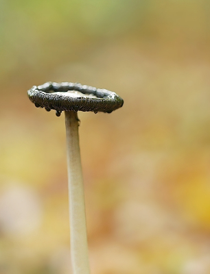 <i class='fa fa-user'></i>&nbsp;Ben Aalders&nbsp;|  Geschubde Inktzwam&nbsp; <i class='fa fa-eye'>&nbsp;66</i> &nbsp;<i class='fa fa-thumbs-up'>&nbsp;1</i> &nbsp; <i class='fa fa-comment-o'>&nbsp;8</i>