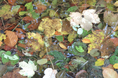 <i class='fa fa-user'></i>&nbsp;A. Soeting&nbsp;|  Bladeren in een beekje&nbsp; <i class='fa fa-eye'>&nbsp;51</i> &nbsp; <i class='fa fa-comment-o'>&nbsp;7</i>