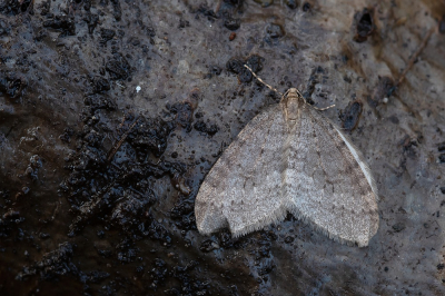 <i class='fa fa-user'></i>&nbsp;Johan van Gurp&nbsp;|  Kleine Wintervlinder&nbsp; <i class='fa fa-eye'>&nbsp;59</i> &nbsp;<i class='fa fa-thumbs-up'>&nbsp;1</i> &nbsp; <i class='fa fa-comment-o'>&nbsp;3</i>