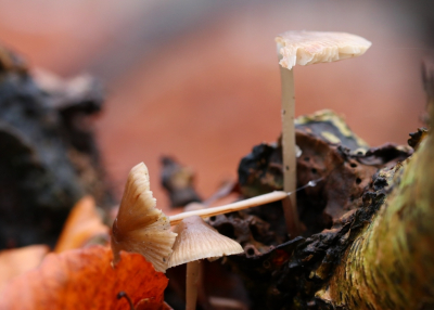 <i class='fa fa-user'></i>&nbsp;Mark de Bruijn&nbsp;|  Helmmycena&nbsp; <i class='fa fa-eye'>&nbsp;66</i> &nbsp; <i class='fa fa-comment-o'>&nbsp;7</i>