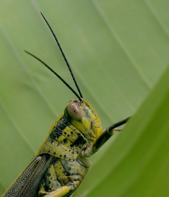 Deze sprinkhaan gefotografeerd op Koh Samui (Thailand).
Als iemand zijn/haar naam weet, dan hoor ik het graag!!