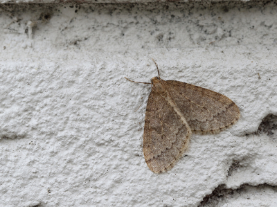 <i class='fa fa-user'></i>&nbsp;Ad Sprang&nbsp;|  Kleine Wintervlinder&nbsp; <i class='fa fa-eye'>&nbsp;64</i> &nbsp;<i class='fa fa-thumbs-up'>&nbsp;2</i> &nbsp; <i class='fa fa-comment-o'>&nbsp;4</i>