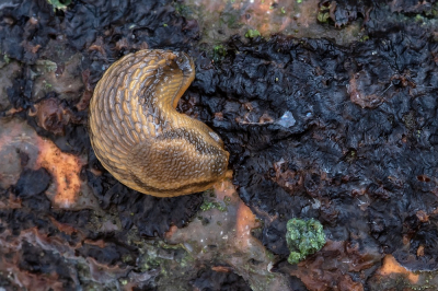 <i class='fa fa-user'></i>&nbsp;Johan van Gurp&nbsp;|  Wegslak sp.&nbsp; <i class='fa fa-eye'>&nbsp;57</i> &nbsp; <i class='fa fa-comment-o'>&nbsp;3</i>