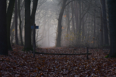 <i class='fa fa-user'></i>&nbsp;Bert Veerman&nbsp;|  Herfstsfeertje&nbsp; <i class='fa fa-eye'>&nbsp;83</i> &nbsp; <i class='fa fa-comment-o'>&nbsp;4</i>