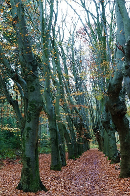 <i class='fa fa-user'></i>&nbsp;Ben Aalders&nbsp;|  Grillig laantje&nbsp; <i class='fa fa-eye'>&nbsp;59</i> &nbsp;<i class='fa fa-thumbs-up'>&nbsp;2</i> &nbsp; <i class='fa fa-comment-o'>&nbsp;3</i>