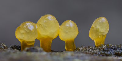 <i class='fa fa-user'></i>&nbsp;Robert Rodenburg&nbsp;|  Spatelhoorntje&nbsp; <i class='fa fa-eye'>&nbsp;120</i> &nbsp;<i class='fa fa-thumbs-up'>&nbsp;4</i> &nbsp; <i class='fa fa-comment-o'>&nbsp;8</i>