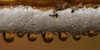 <i class='fa fa-user'></i>&nbsp;Robert Rodenburg&nbsp;|  Tranen van de Paddenstoel&nbsp; <i class='fa fa-eye'>&nbsp;108</i> &nbsp;<i class='fa fa-thumbs-up'>&nbsp;12</i> &nbsp; <i class='fa fa-comment-o'>&nbsp;6</i>