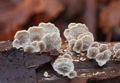 <i class='fa fa-user'></i>&nbsp;Jelle Bakker&nbsp;|  Plooivlieswaaiertje&nbsp; <i class='fa fa-eye'>&nbsp;64</i> &nbsp;<i class='fa fa-thumbs-up'>&nbsp;1</i> &nbsp; <i class='fa fa-comment-o'>&nbsp;2</i>