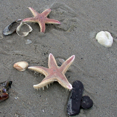 <i class='fa fa-user'></i>&nbsp;Gerard Visser&nbsp;|  Kamster&nbsp; <i class='fa fa-eye'>&nbsp;126</i> &nbsp;<i class='fa fa-thumbs-up'>&nbsp;5</i> &nbsp; <i class='fa fa-comment-o'>&nbsp;10</i>