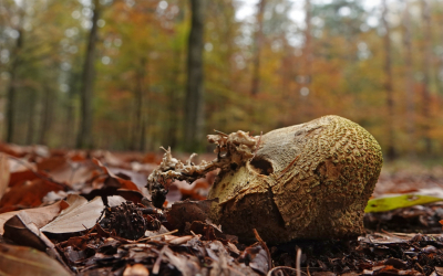 <i class='fa fa-user'></i>&nbsp;nelappelmelk&nbsp;|  Verval&nbsp; <i class='fa fa-eye'>&nbsp;58</i> &nbsp; <i class='fa fa-comment-o'>&nbsp;7</i>