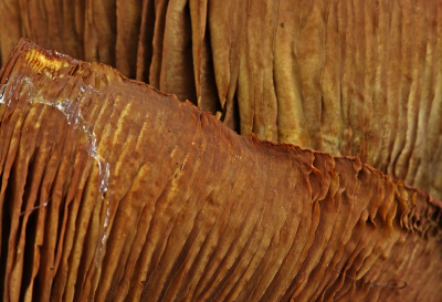 <i class='fa fa-user'></i>&nbsp;Cor&nbsp;|  Gewone Zwavelkop&nbsp; <i class='fa fa-eye'>&nbsp;59</i> &nbsp;<i class='fa fa-thumbs-up'>&nbsp;1</i> &nbsp; <i class='fa fa-comment-o'>&nbsp;8</i>