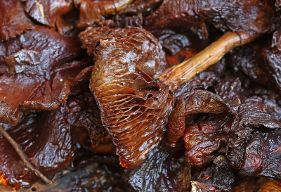 <i class='fa fa-user'></i>&nbsp;Cor&nbsp;|  Gewone Zwavelkop&nbsp; <i class='fa fa-eye'>&nbsp;65</i> &nbsp;<i class='fa fa-thumbs-up'>&nbsp;1</i> &nbsp; <i class='fa fa-comment-o'>&nbsp;11</i>