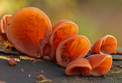 <i class='fa fa-user'></i>&nbsp;Cor&nbsp;|  Echt Judasoor&nbsp; <i class='fa fa-eye'>&nbsp;116</i> &nbsp;<i class='fa fa-thumbs-up'>&nbsp;12</i> &nbsp; <i class='fa fa-comment-o'>&nbsp;14</i>