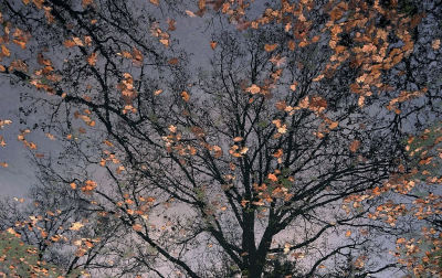 <i class='fa fa-user'></i>&nbsp;Nel R&nbsp;|  Gevallen bladeren op het water&nbsp; <i class='fa fa-eye'>&nbsp;66</i> &nbsp;<i class='fa fa-thumbs-up'>&nbsp;2</i> &nbsp; <i class='fa fa-comment-o'>&nbsp;7</i>