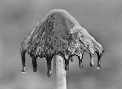 <i class='fa fa-user'></i>&nbsp;Nel R&nbsp;|  Spechtinktzwam&nbsp; <i class='fa fa-eye'>&nbsp;72</i> &nbsp;<i class='fa fa-thumbs-up'>&nbsp;2</i> &nbsp; <i class='fa fa-comment-o'>&nbsp;7</i>