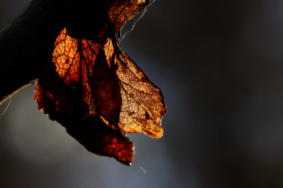 <i class='fa fa-user'></i>&nbsp;Mark de Bruijn&nbsp;|  Herfstblad&nbsp; <i class='fa fa-eye'>&nbsp;62</i> &nbsp; <i class='fa fa-comment-o'>&nbsp;7</i>