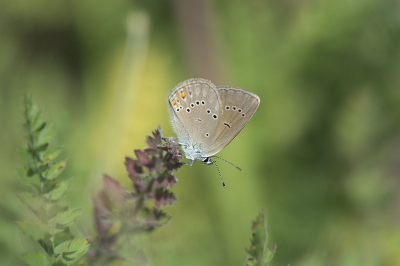 <i class='fa fa-user'></i>&nbsp;F.Koopman&nbsp;|  Klaverblauwtje&nbsp; <i class='fa fa-eye'>&nbsp;81</i> &nbsp;<i class='fa fa-thumbs-up'>&nbsp;1</i> &nbsp; <i class='fa fa-comment-o'>&nbsp;3</i>